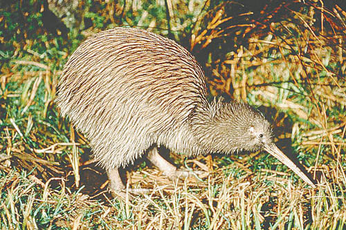 五小天王成新西兰野生动物明星