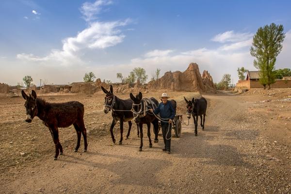 进博会农食产品展区上演“从全球农场到中国餐桌”